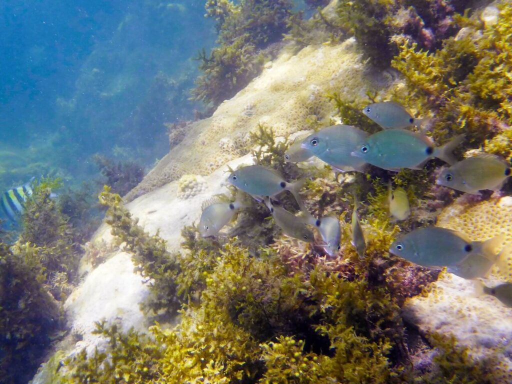 mergulho-em-ilhabela