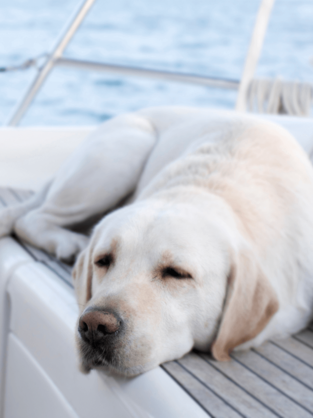 5 dicas para um passeio de lancha com cachorro!