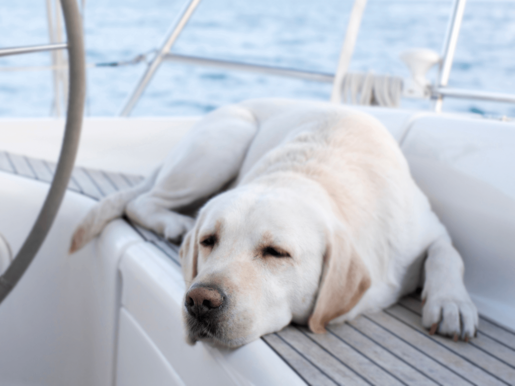 passeio de lancha com cachorro