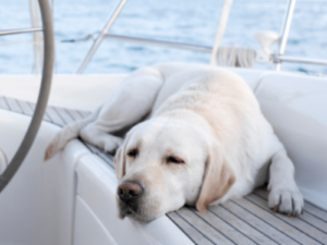 passeio de lancha com cachorro